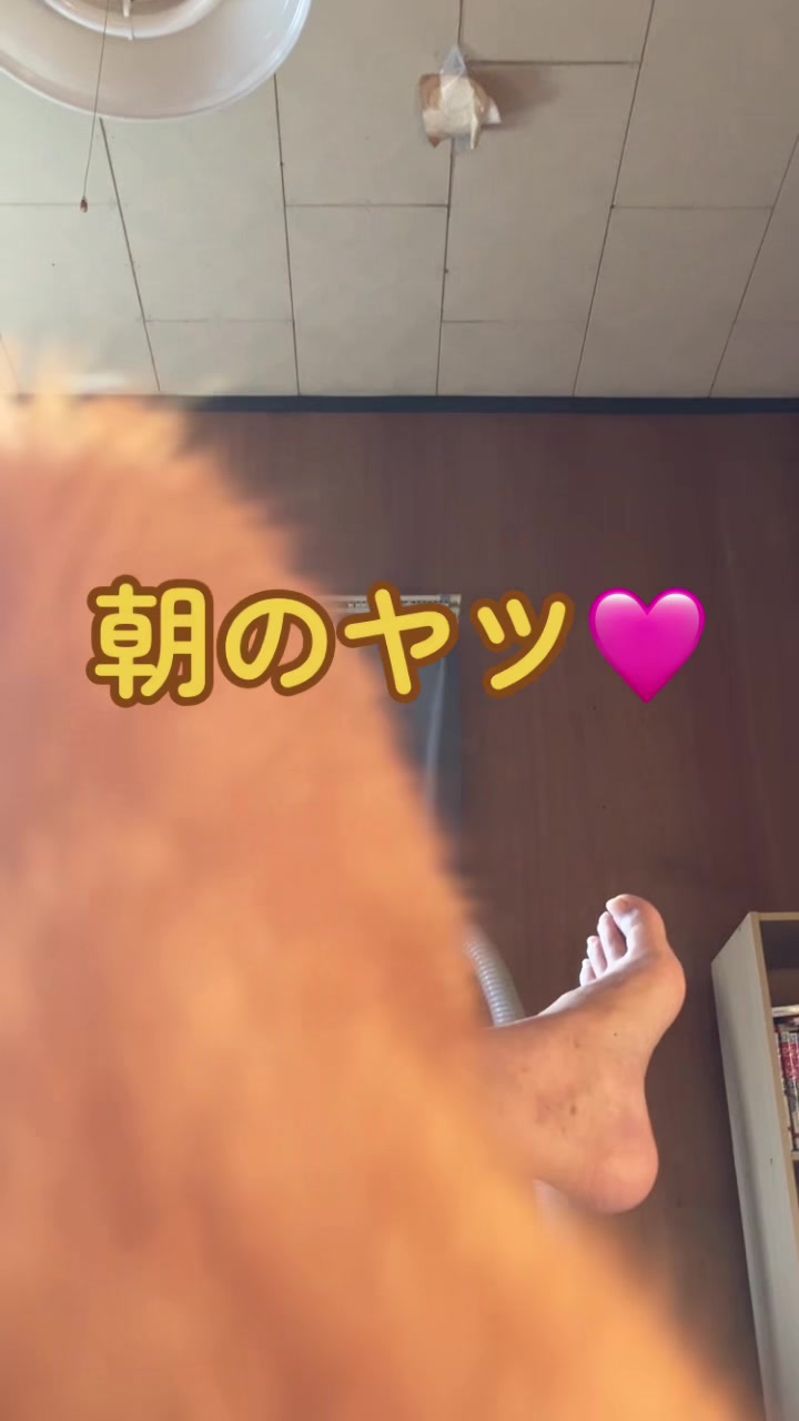 @茶トラ商店