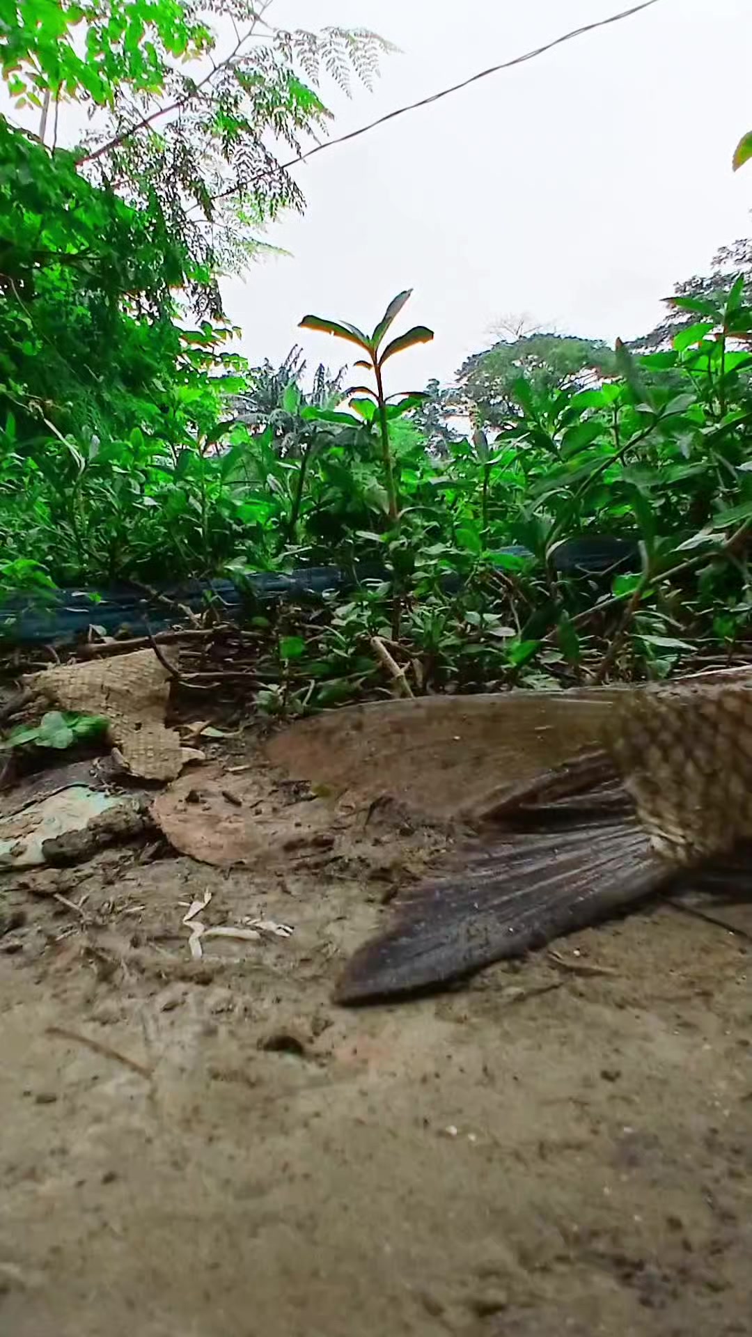 @সুজন মিয়া