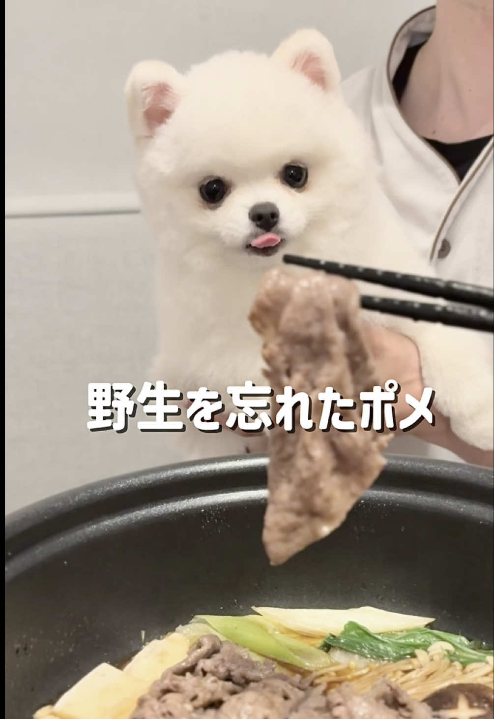 @ポメラニアンのミル🍼