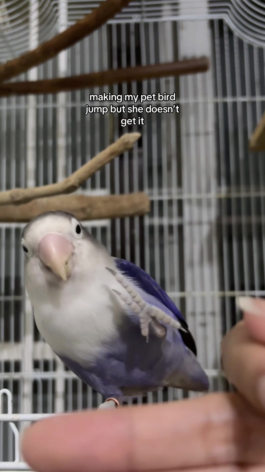 @Birdo and BB