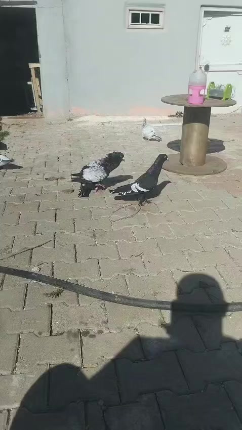 @Bakır badilli