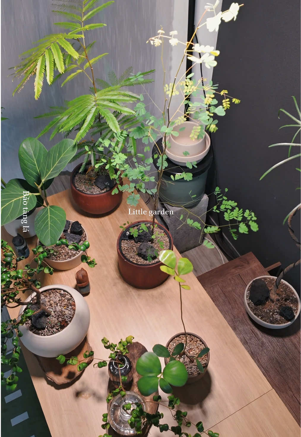 @Bảo t&agrave;ng l&aacute;