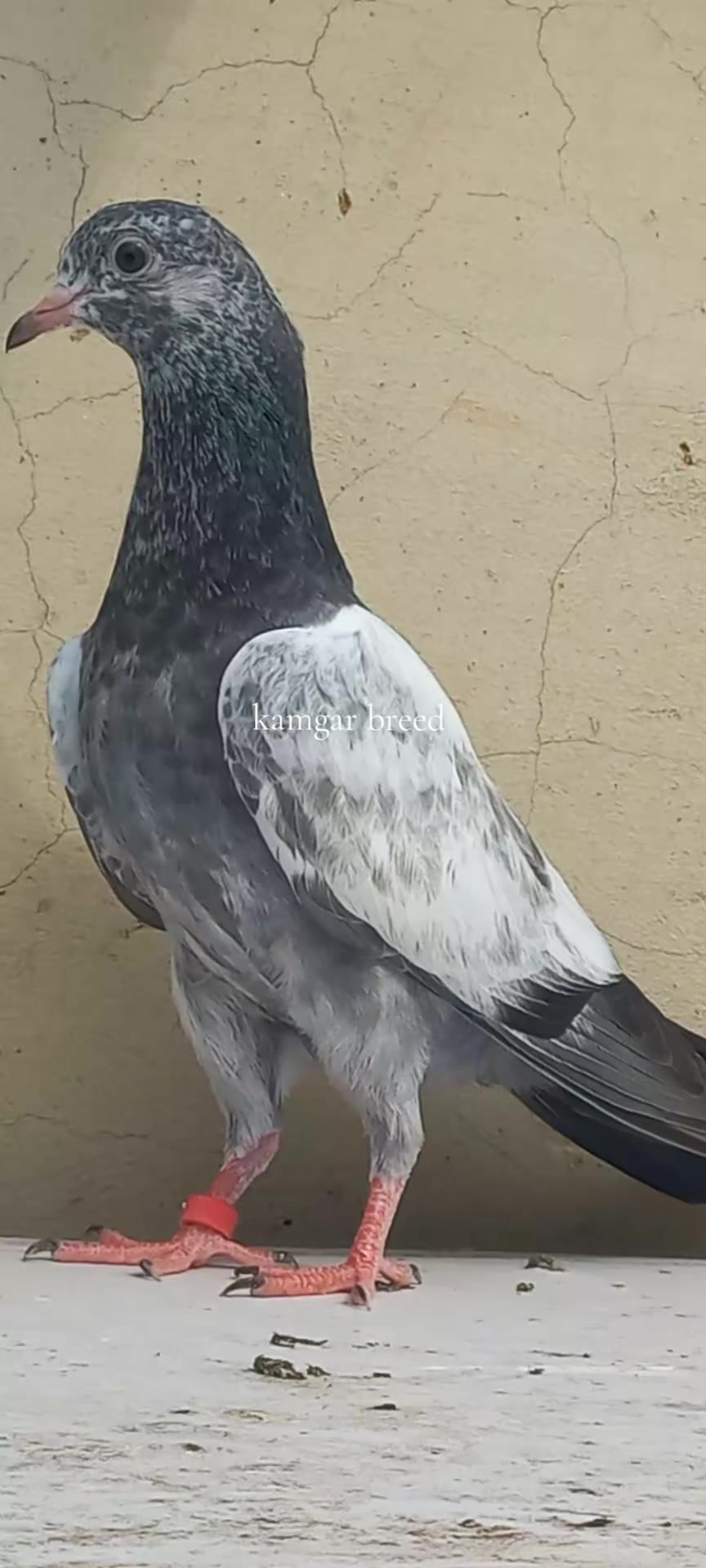 @Ranakasuripigeon