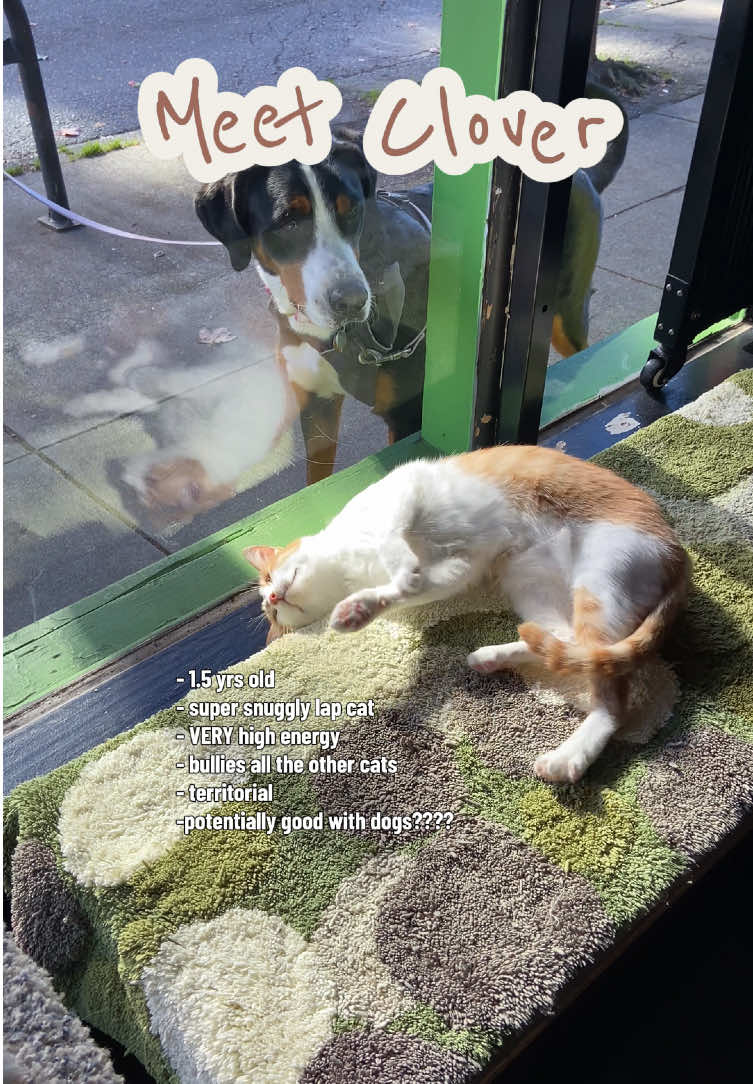 @Catoro Cat Cafe
