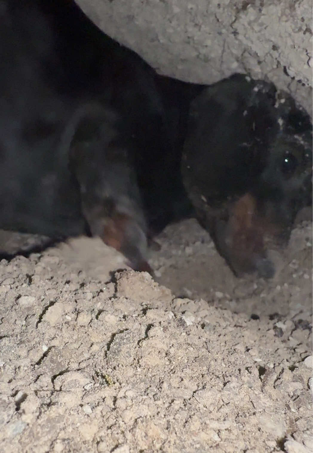 @olive the mini dachshund