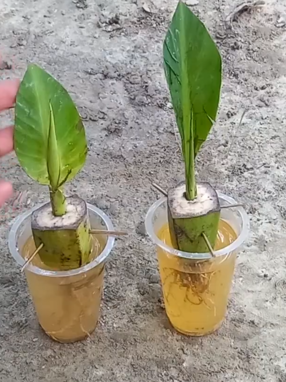 @PlantsLife