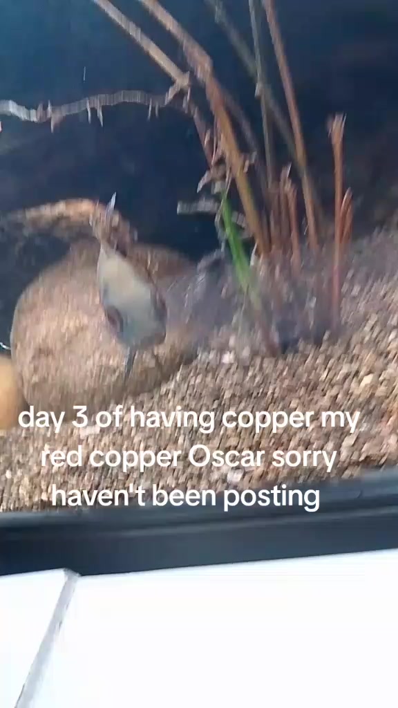 @kurt Cobain Travis Pastrana