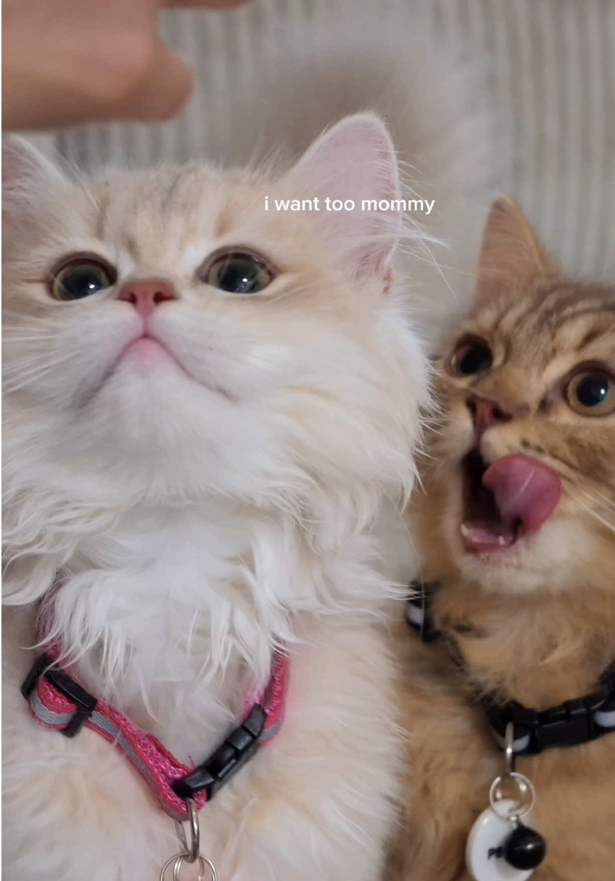 @Miss Kat