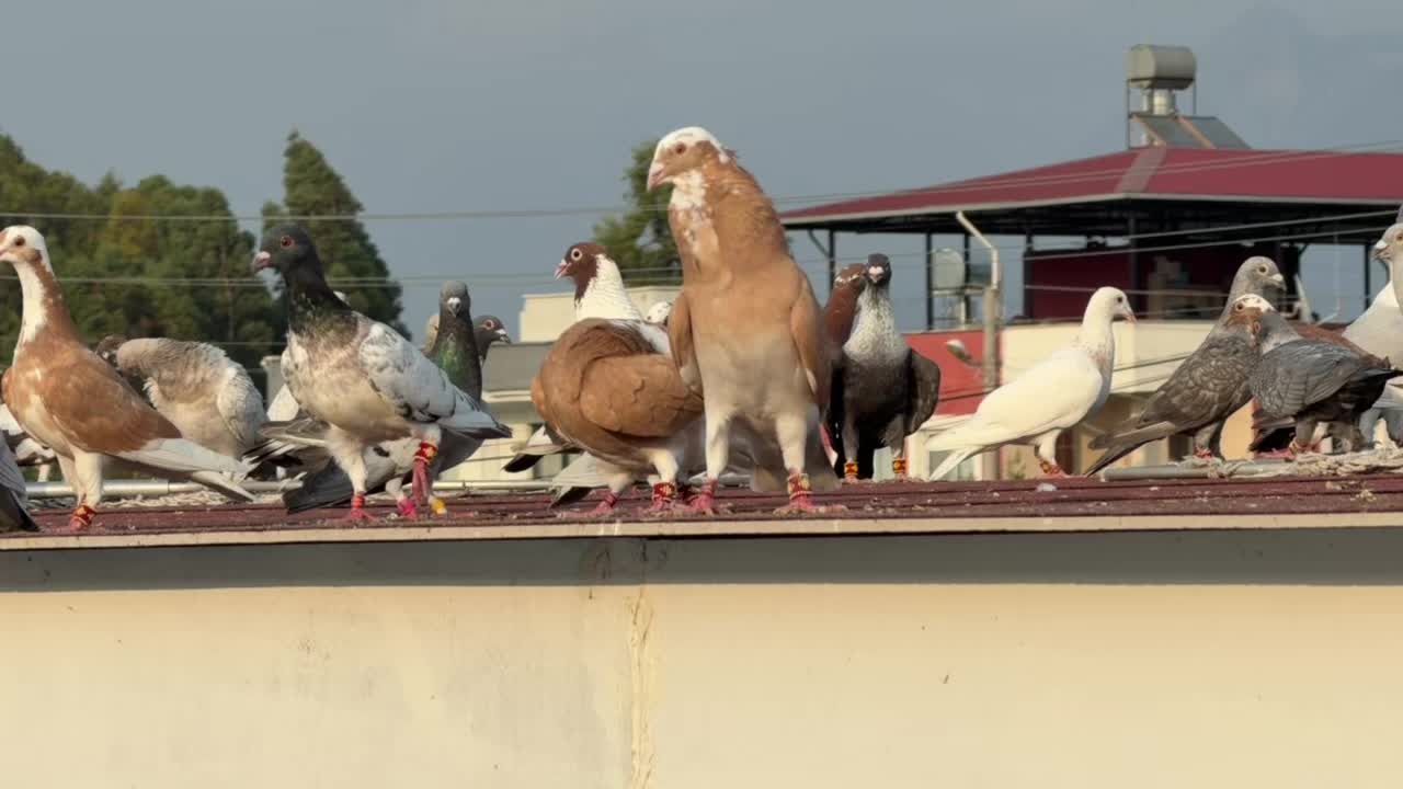 @Mustafa Korkutan