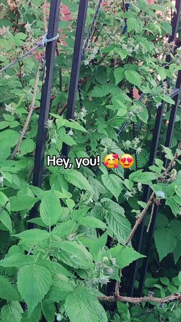 @Franky