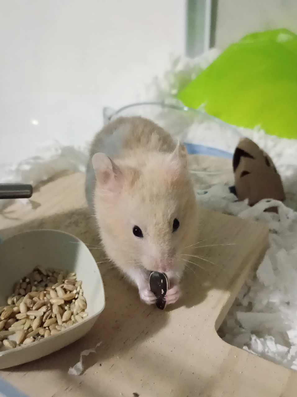 @Diariodeunhamster❤️🐹