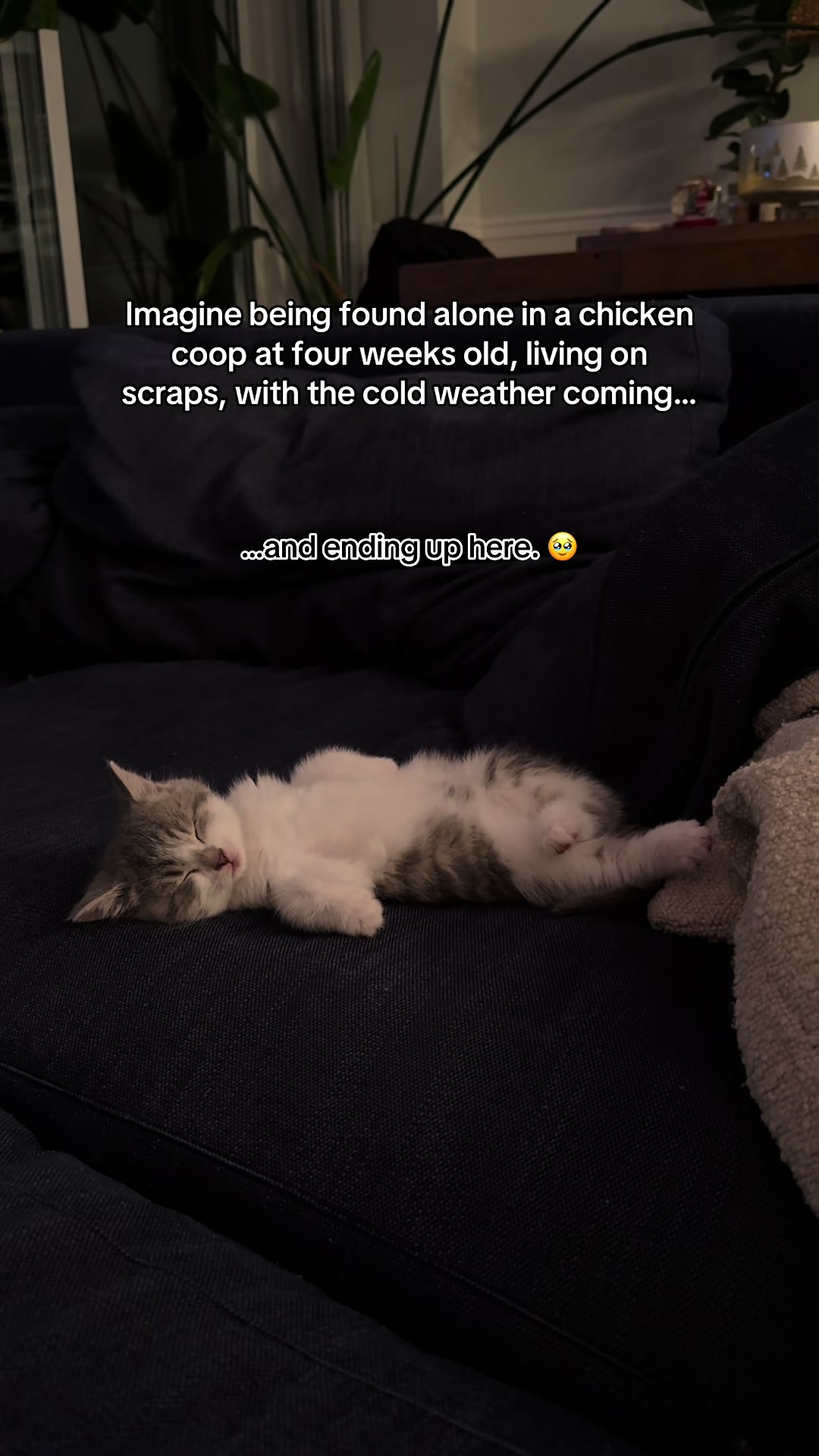 @Krista & Cats: BamBam & Bonnie