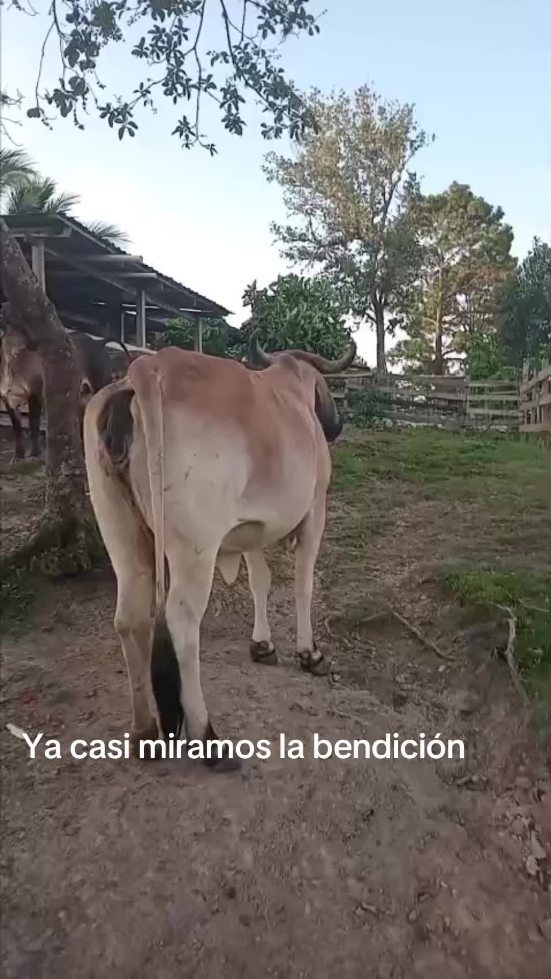 @Samir Buezo