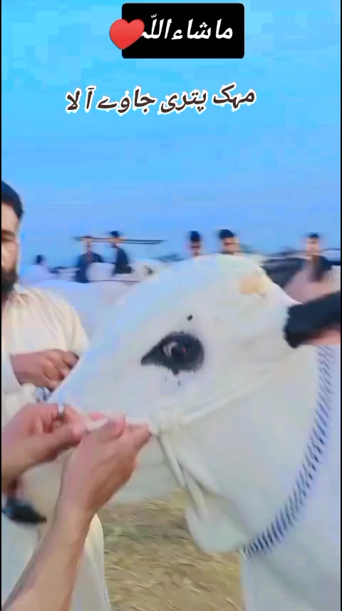 @چوہدری حماد