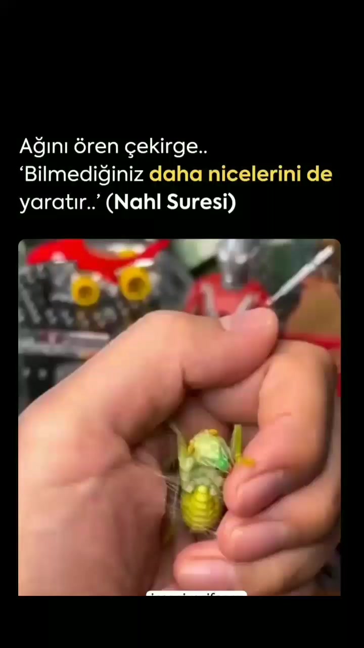 @EL_VEKİL☝🏻