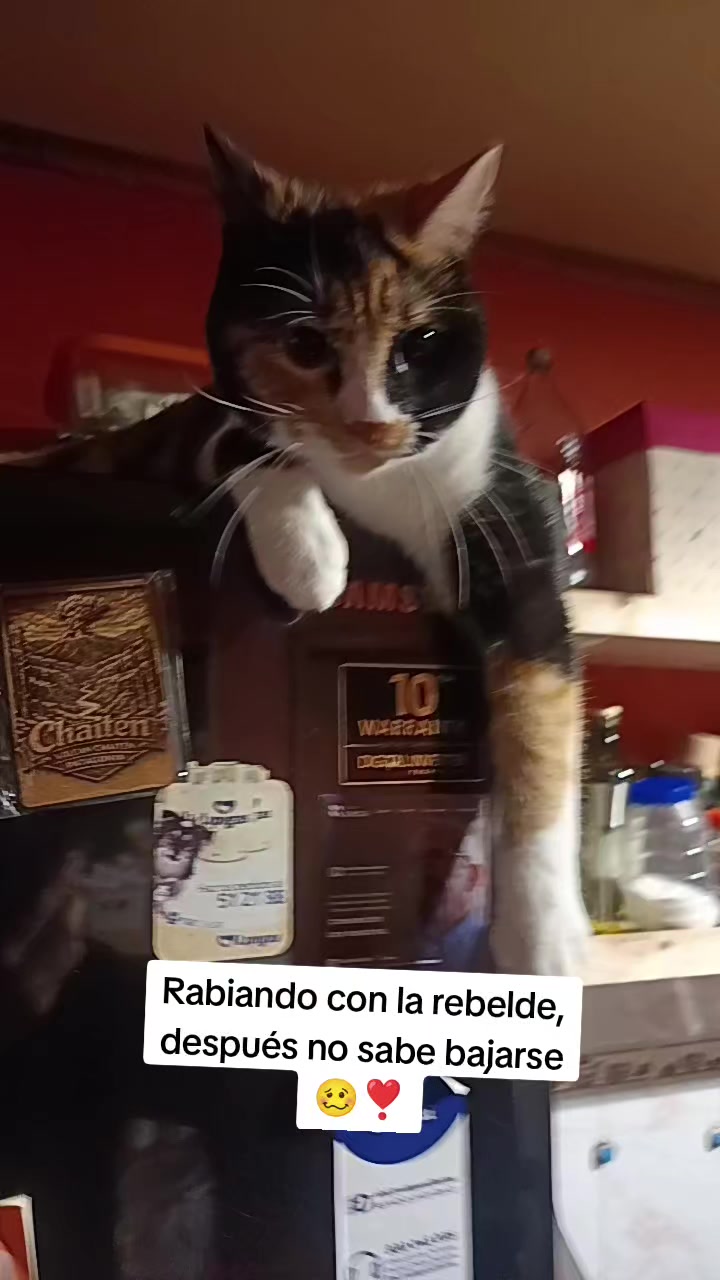 @Macarena🕊️❤️🩹