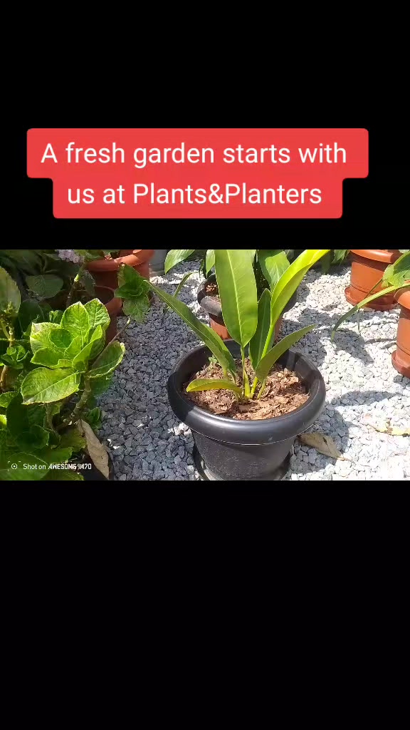 @Plants&PlantersbyChefJ (AJE)