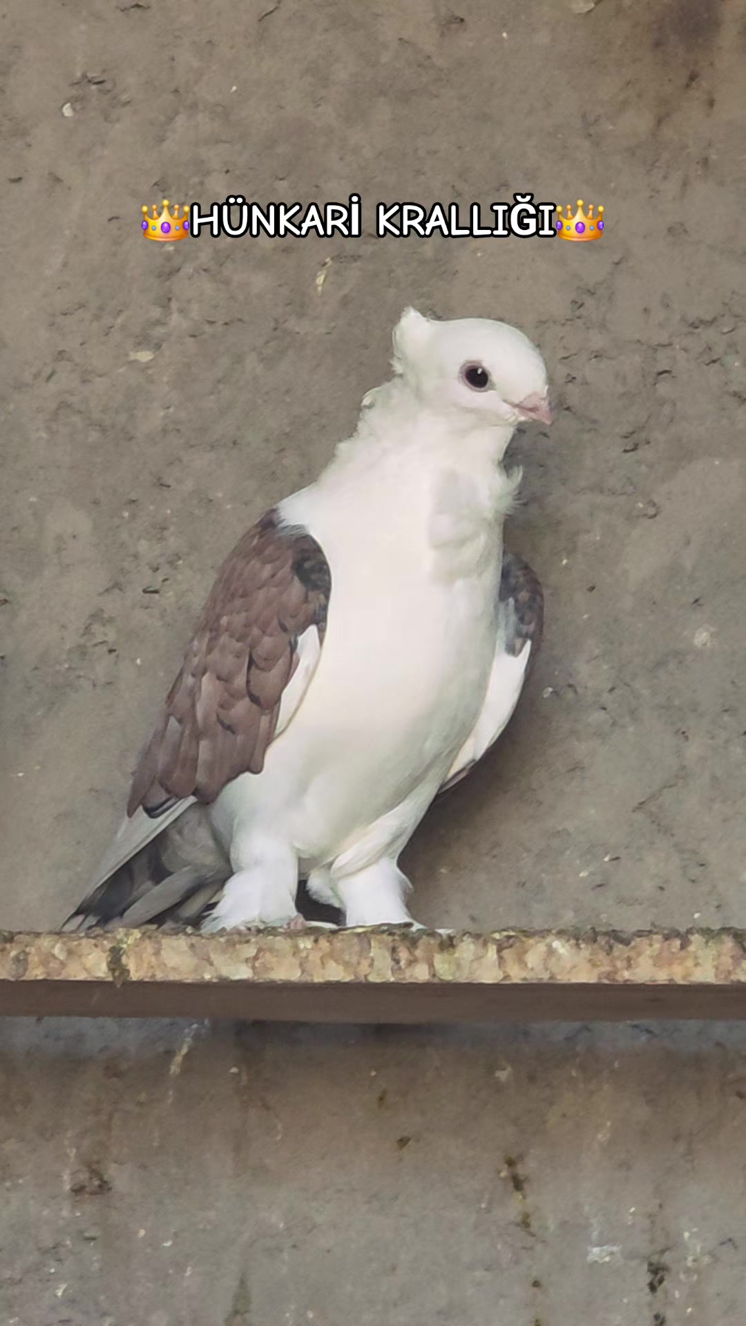 @Barbaros&Ccedil;iftliği