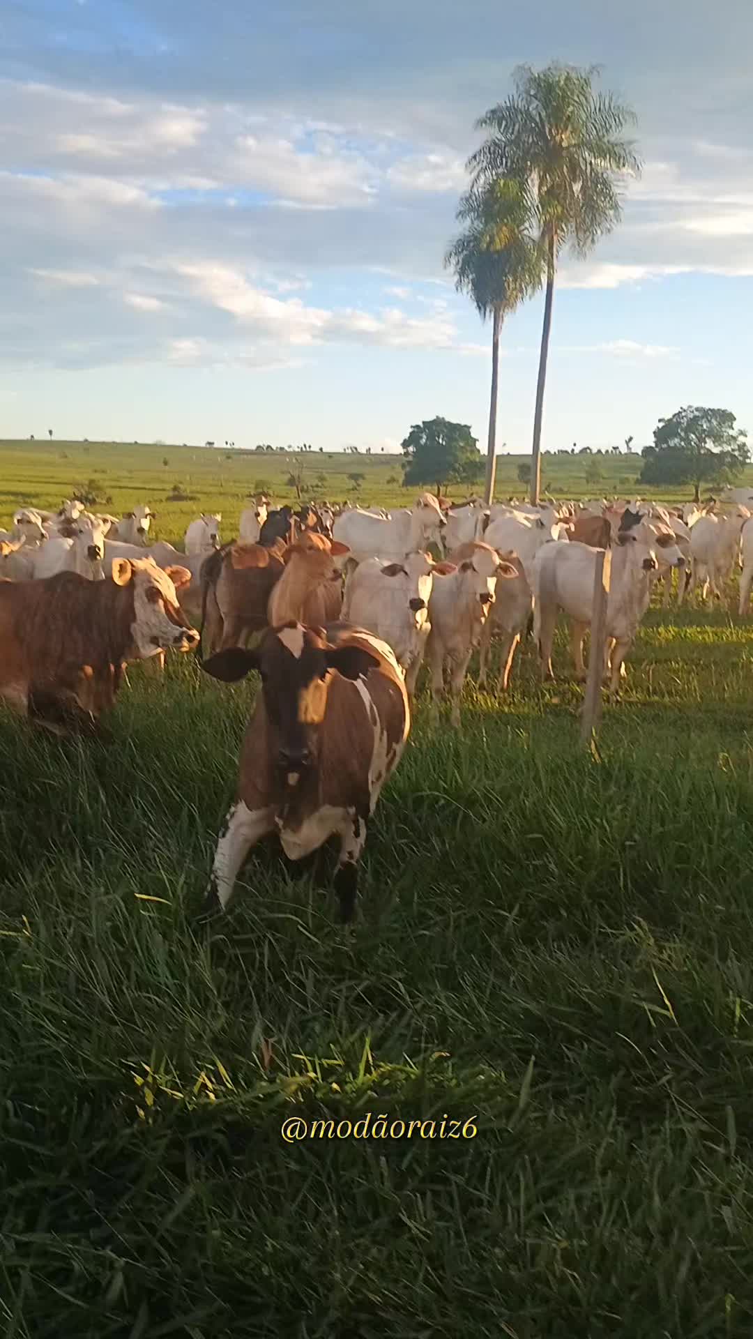 @Mod&atilde;o Raiz - Sertanejo 🎶