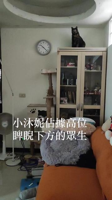 @三貓老爹