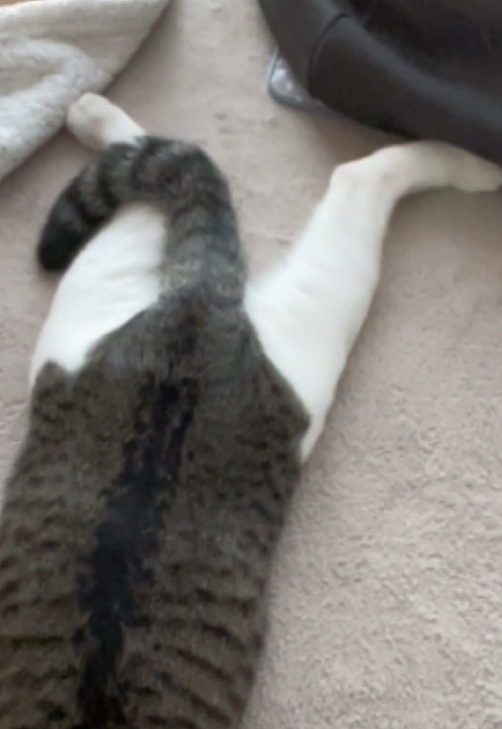 @ねこまみれ