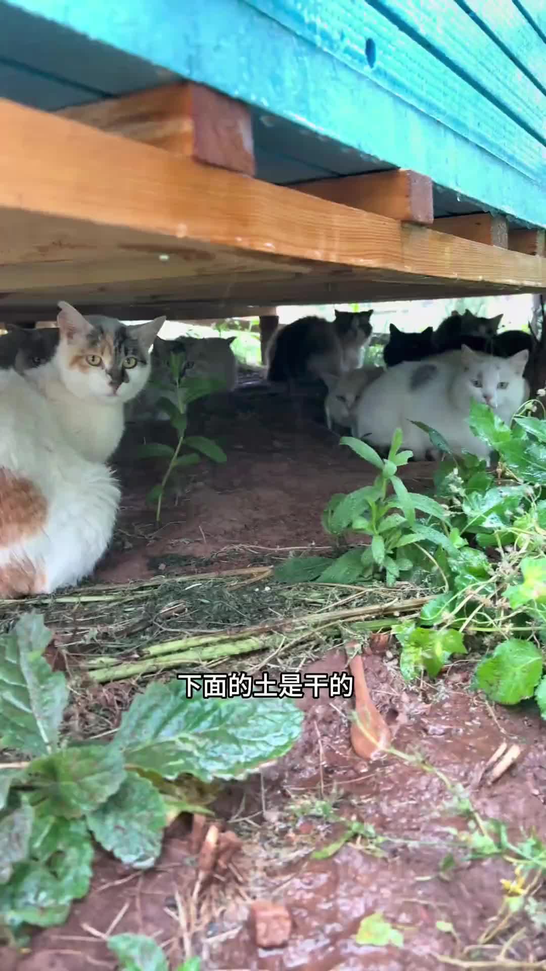 @小可爱猫猫们