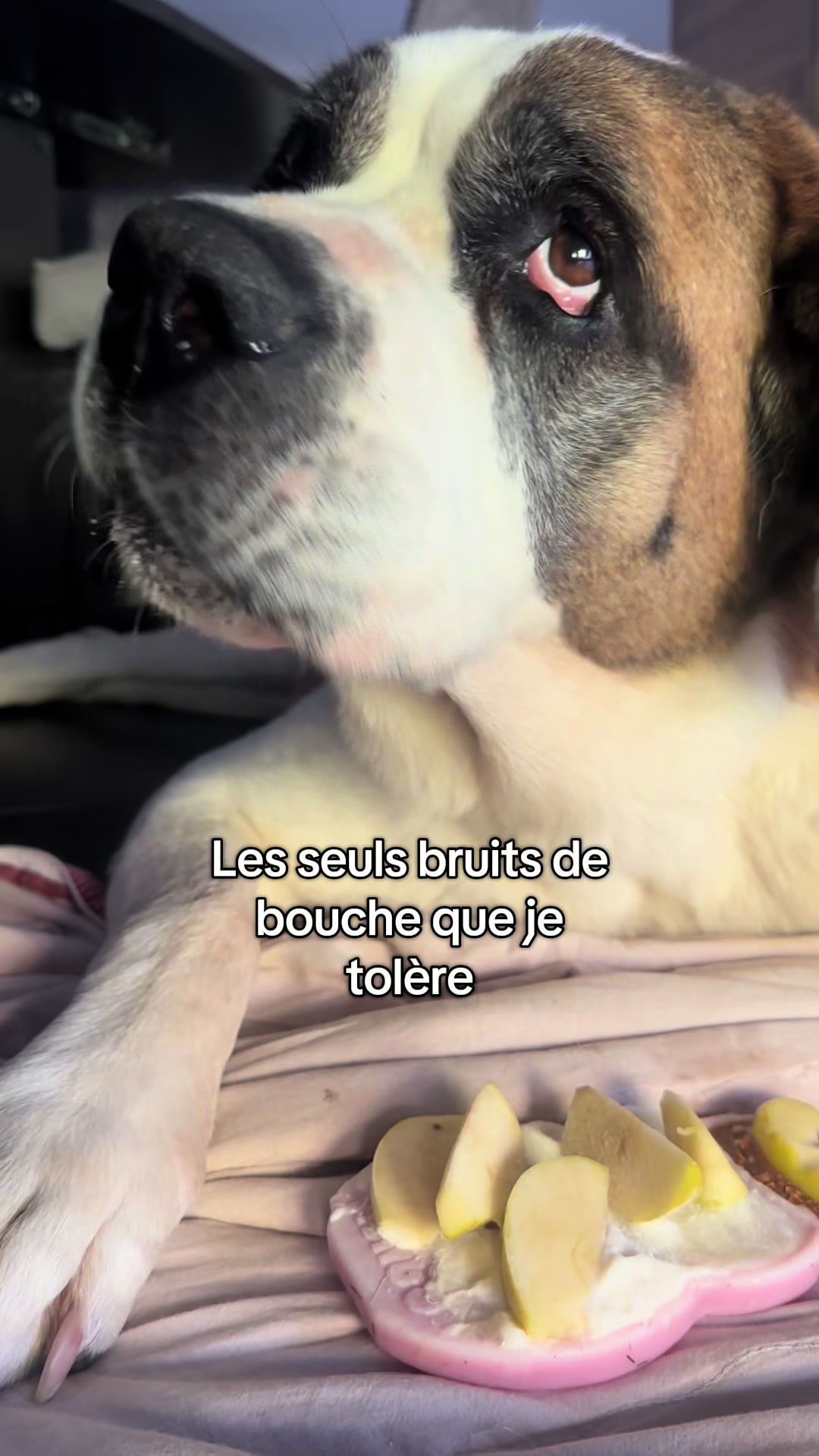 @Xena le St Bernard