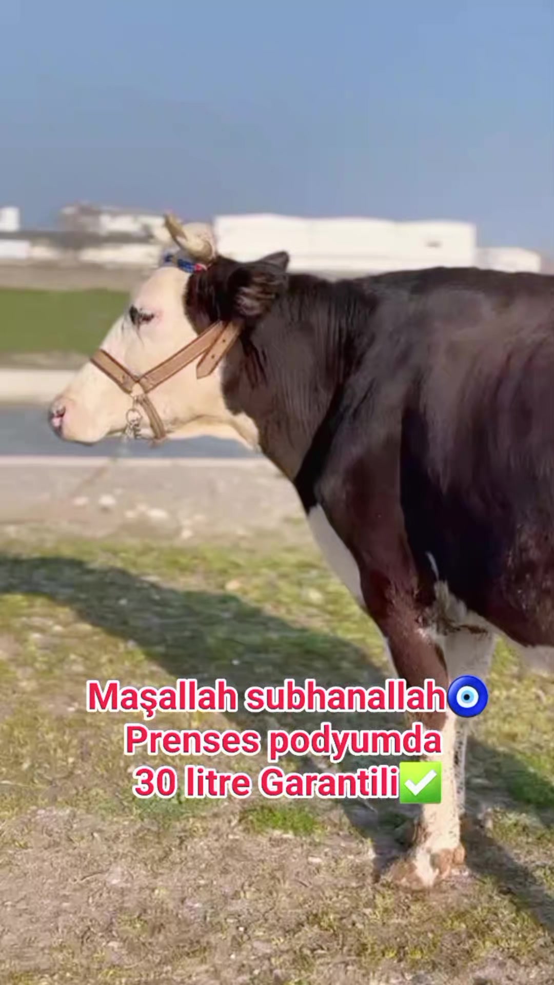 @B&Uuml;Y&Uuml;KBAŞ HAYVANCILIK