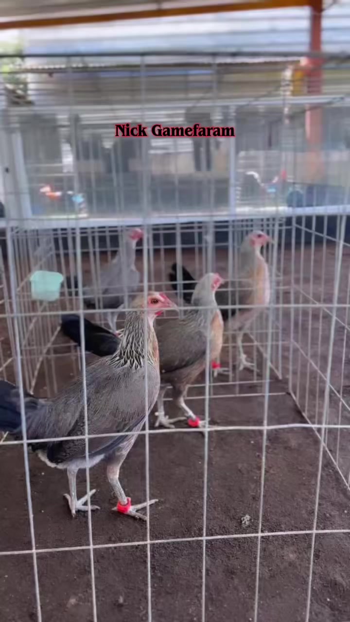 @NICK GAMEFARM