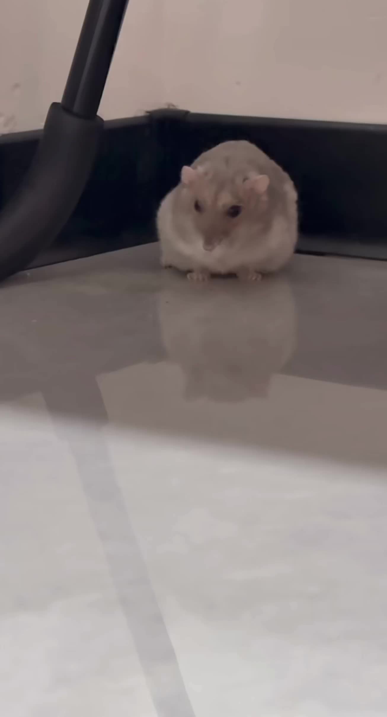 @chips.hamster