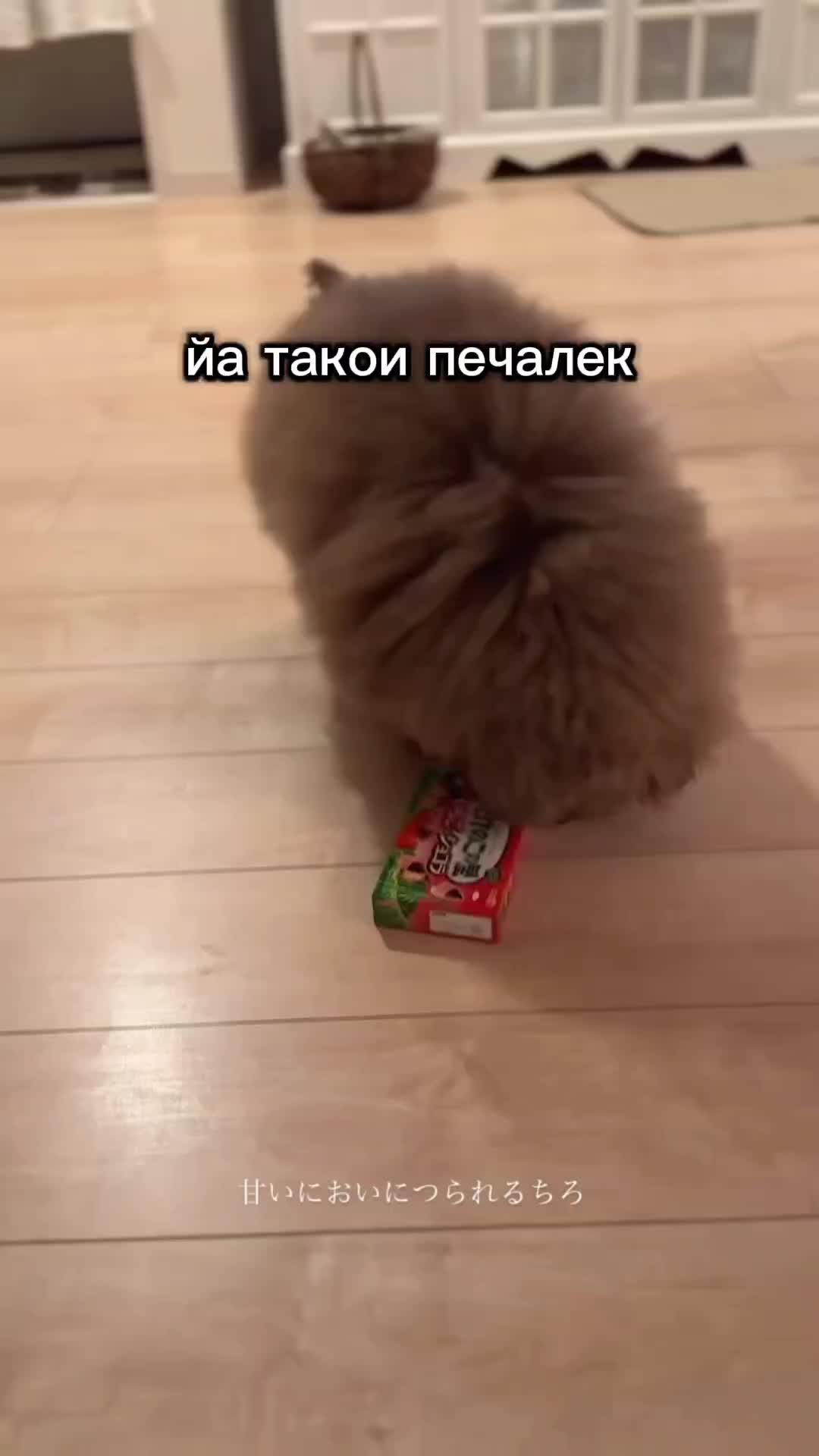 @ипучи