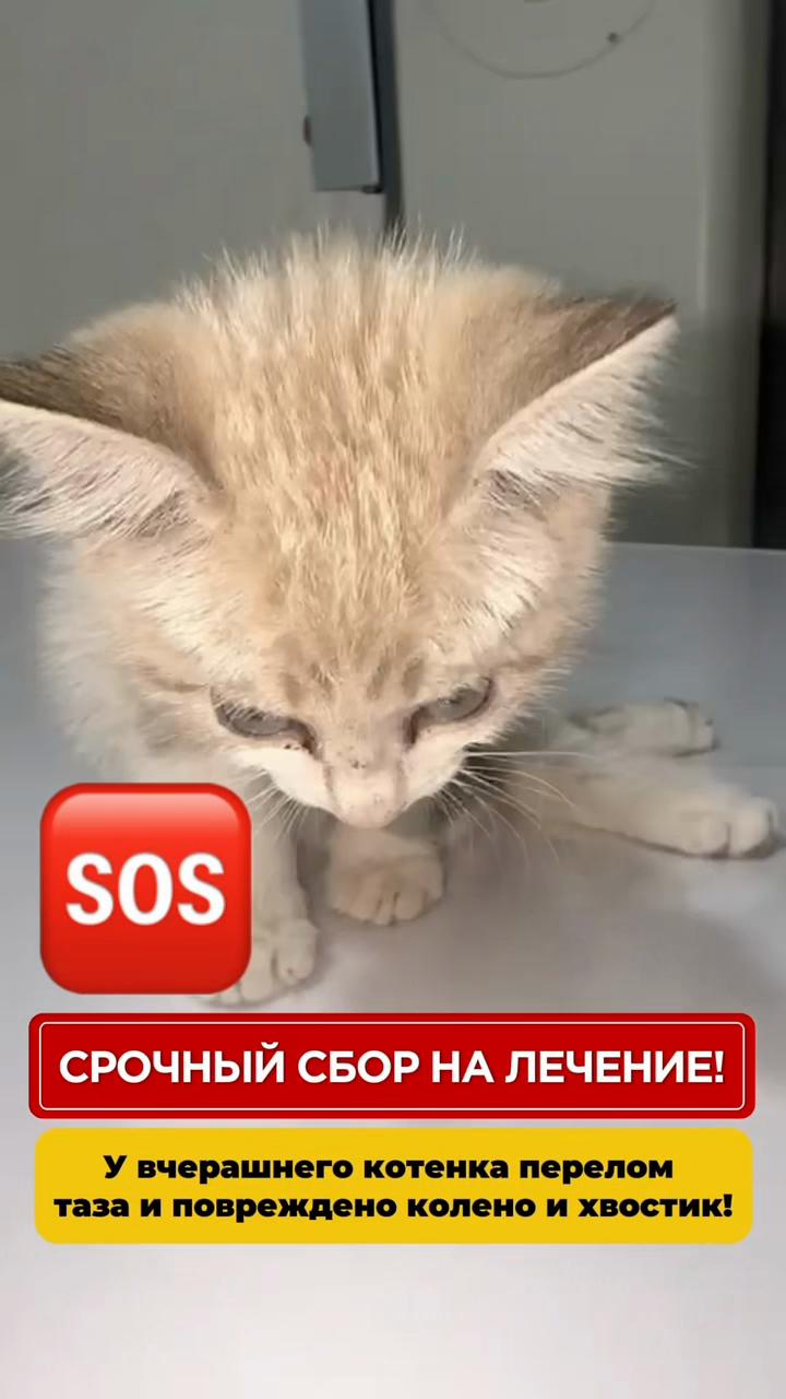 @Приют Ковчег Кыргызстан