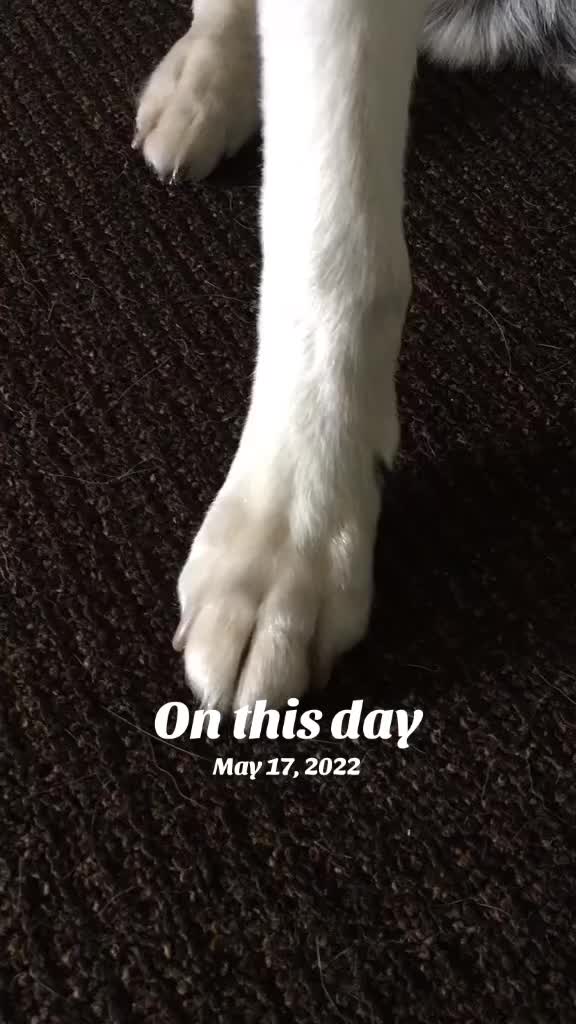 @Martin Scorsese the husky