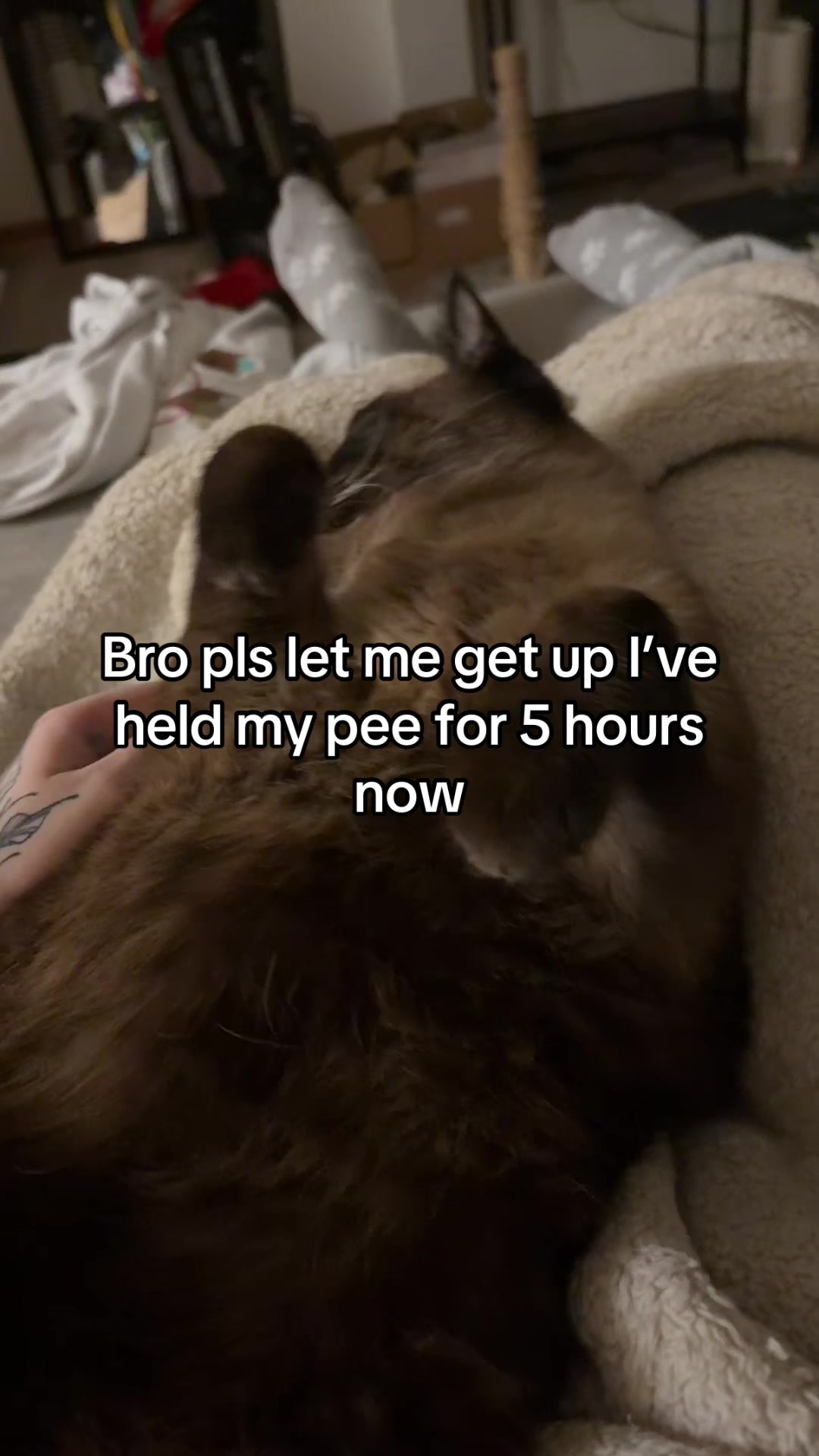 @maowmaowwwww