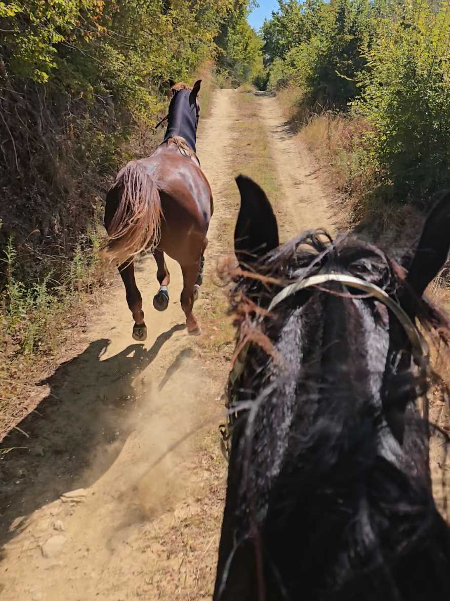 @Horse Training Center Albania
