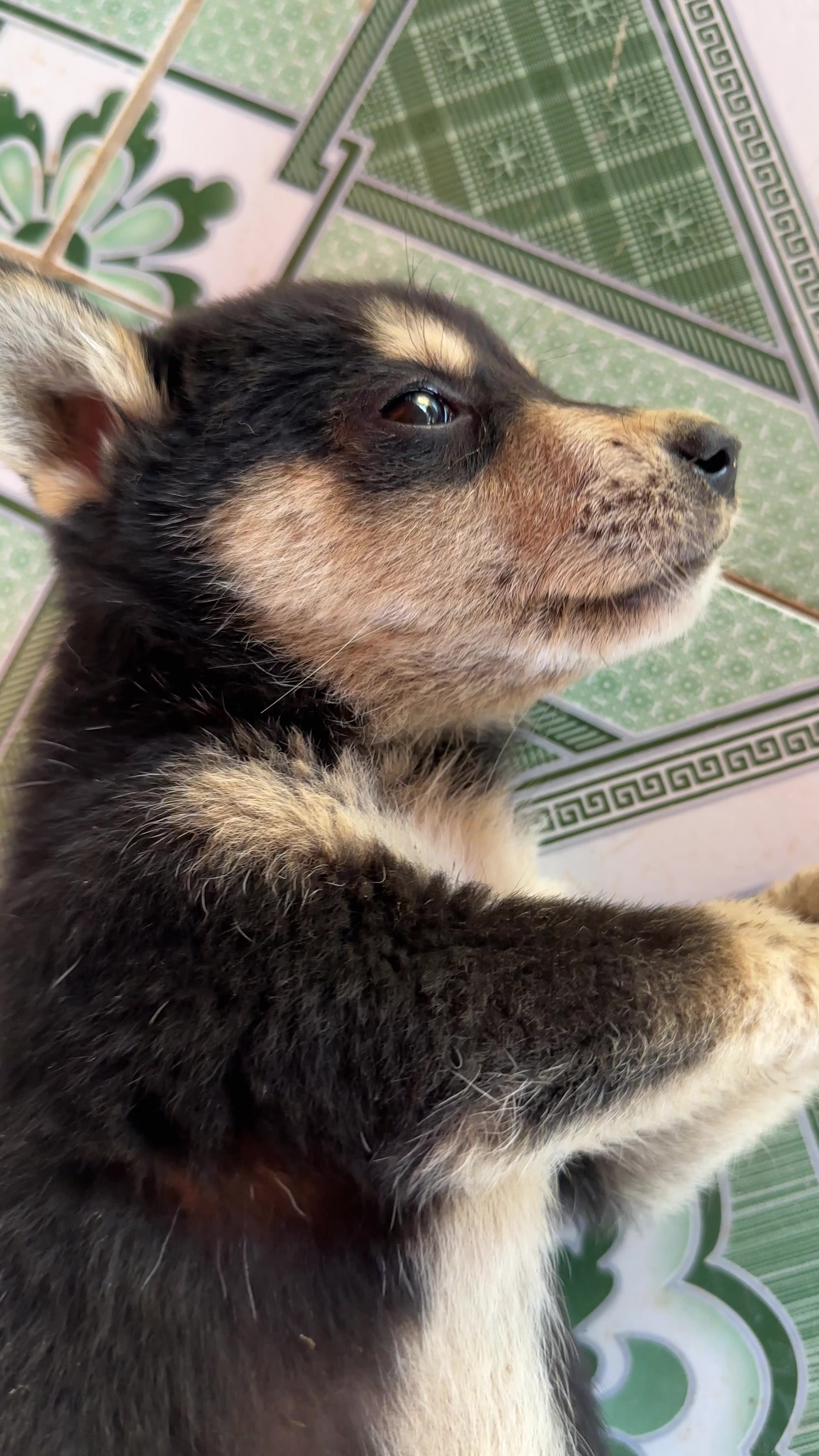 @Pet❤️🔥