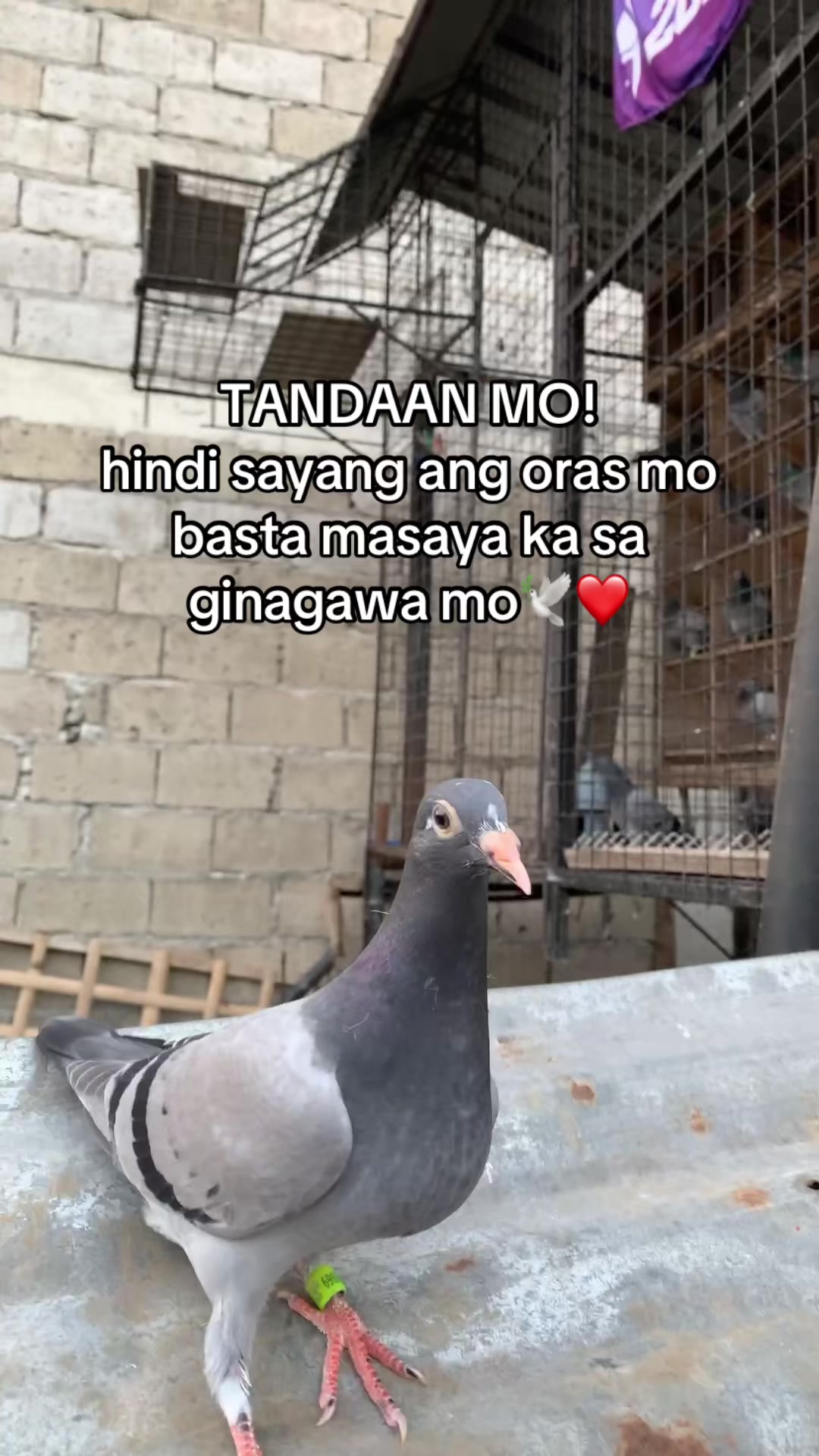 @PAOLOFT TV
