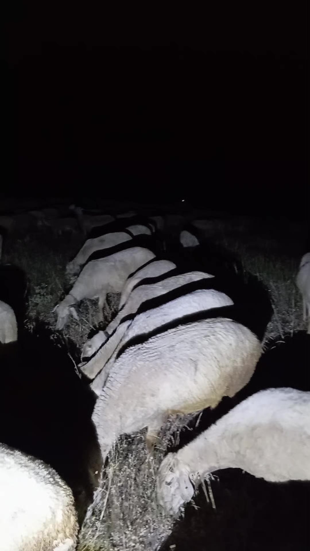 @Furkan STLMŞ 03