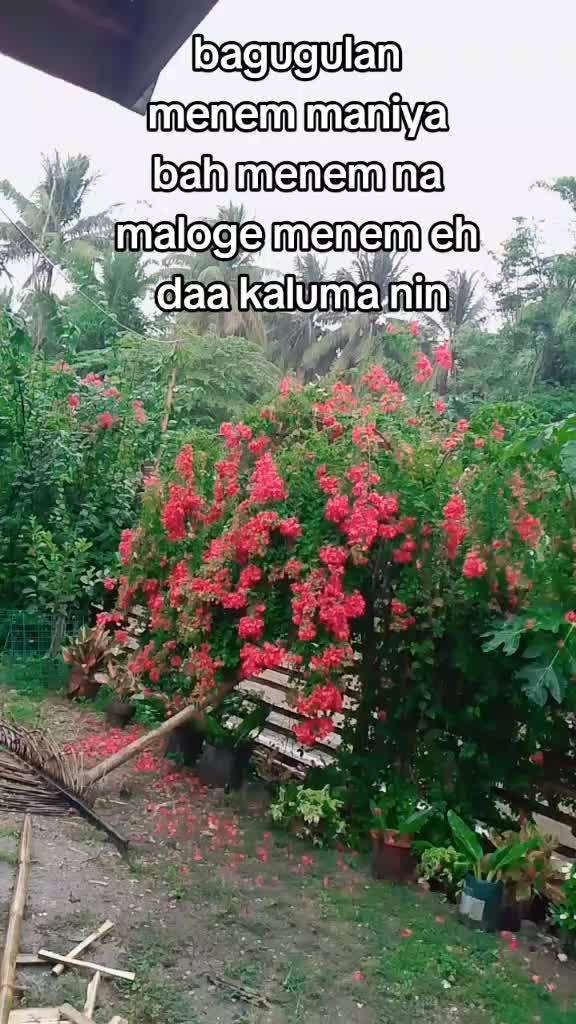 @datu moy