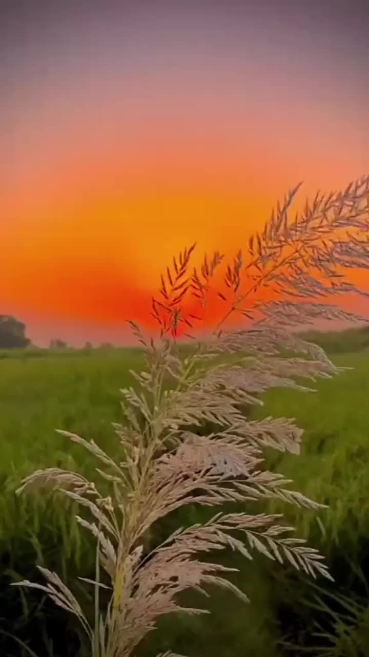 @kanwal