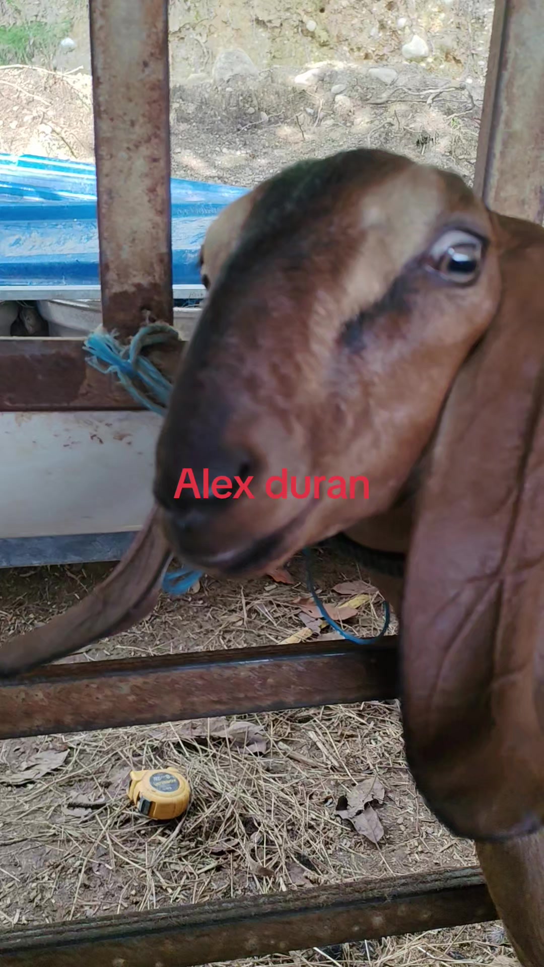 @alexduran7558