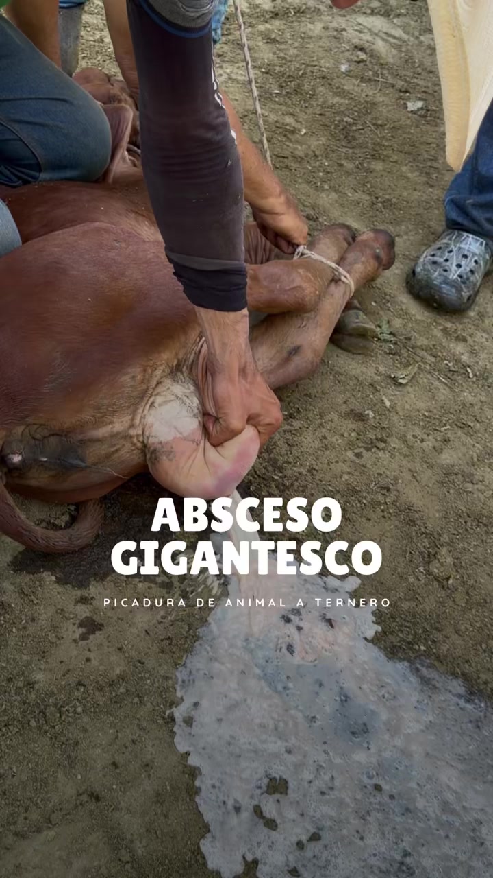 @Rehagronegocios