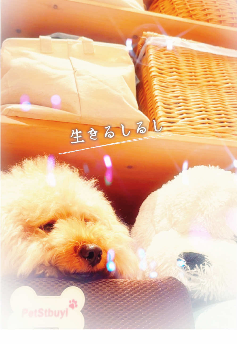 @ブチムギ🐶チャンネル