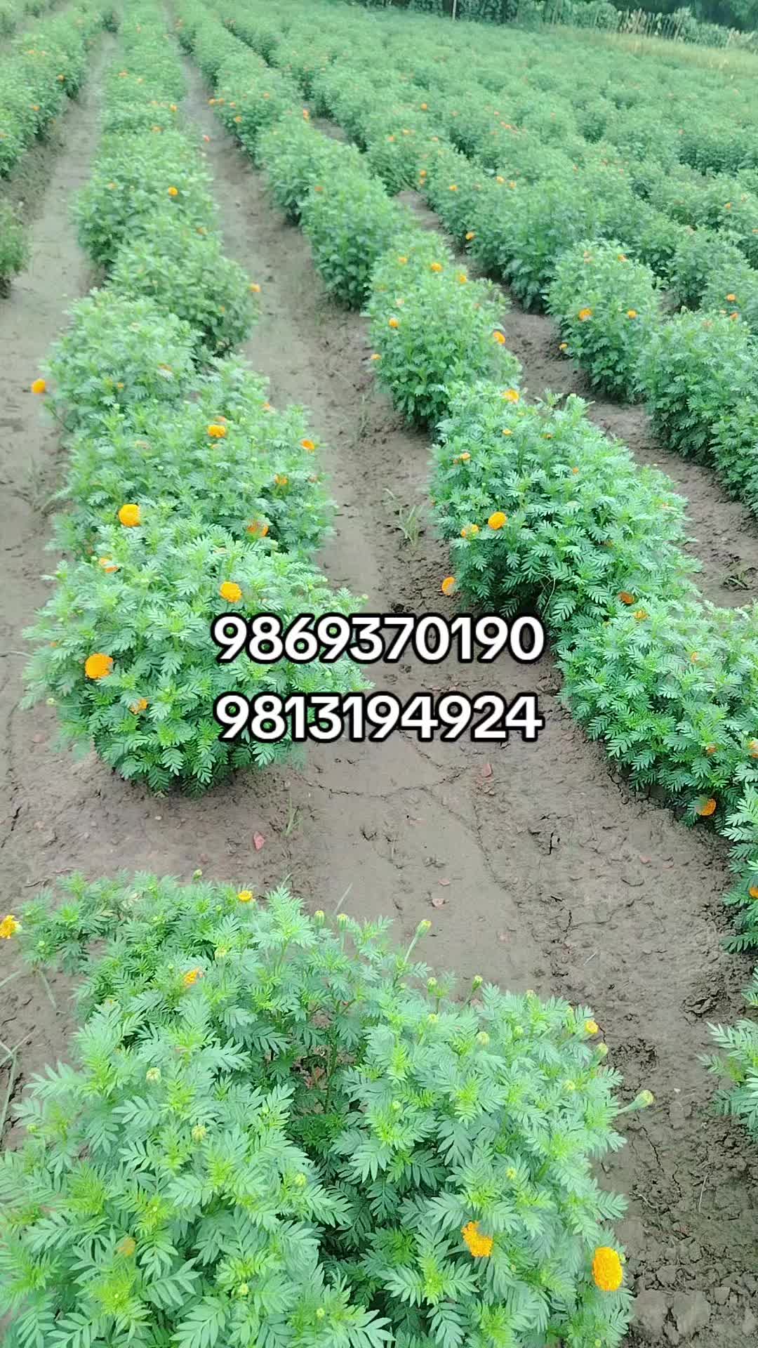 @मौर्यवन्सि🫀 बलम जि ☠️कुश्वाहा