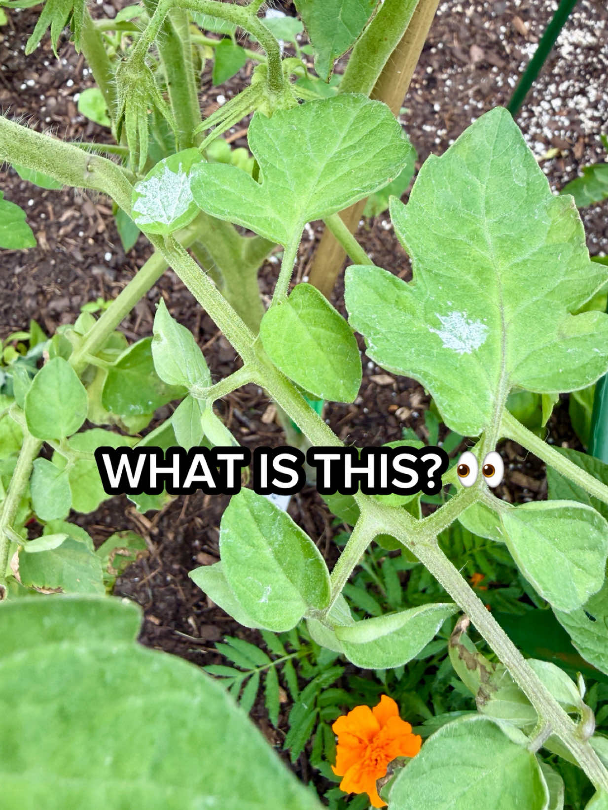 @Sara’s Bites 🌱
