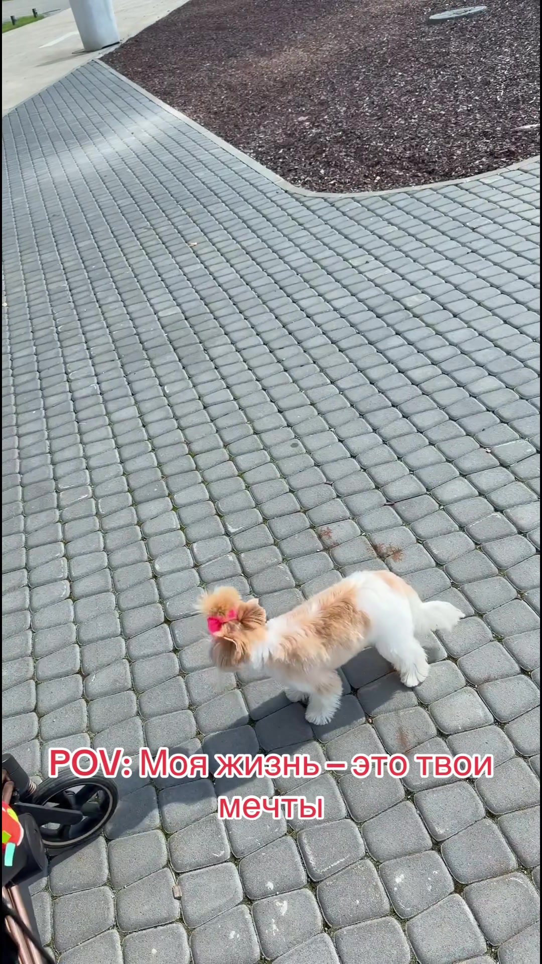 @Yorkie Maltipoo ShihTzu Teddy