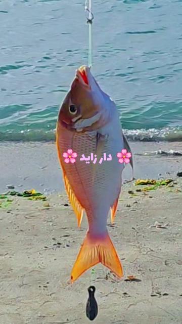 @๑୭̥๑ زايد 𓃗 دار  ๑୭̥๑