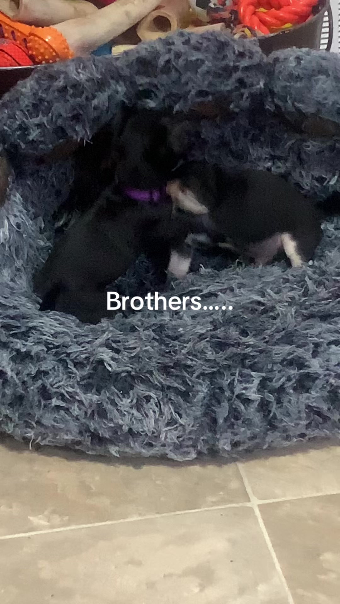 @lovinglifewithpuppies🐾🇨🇦🐾