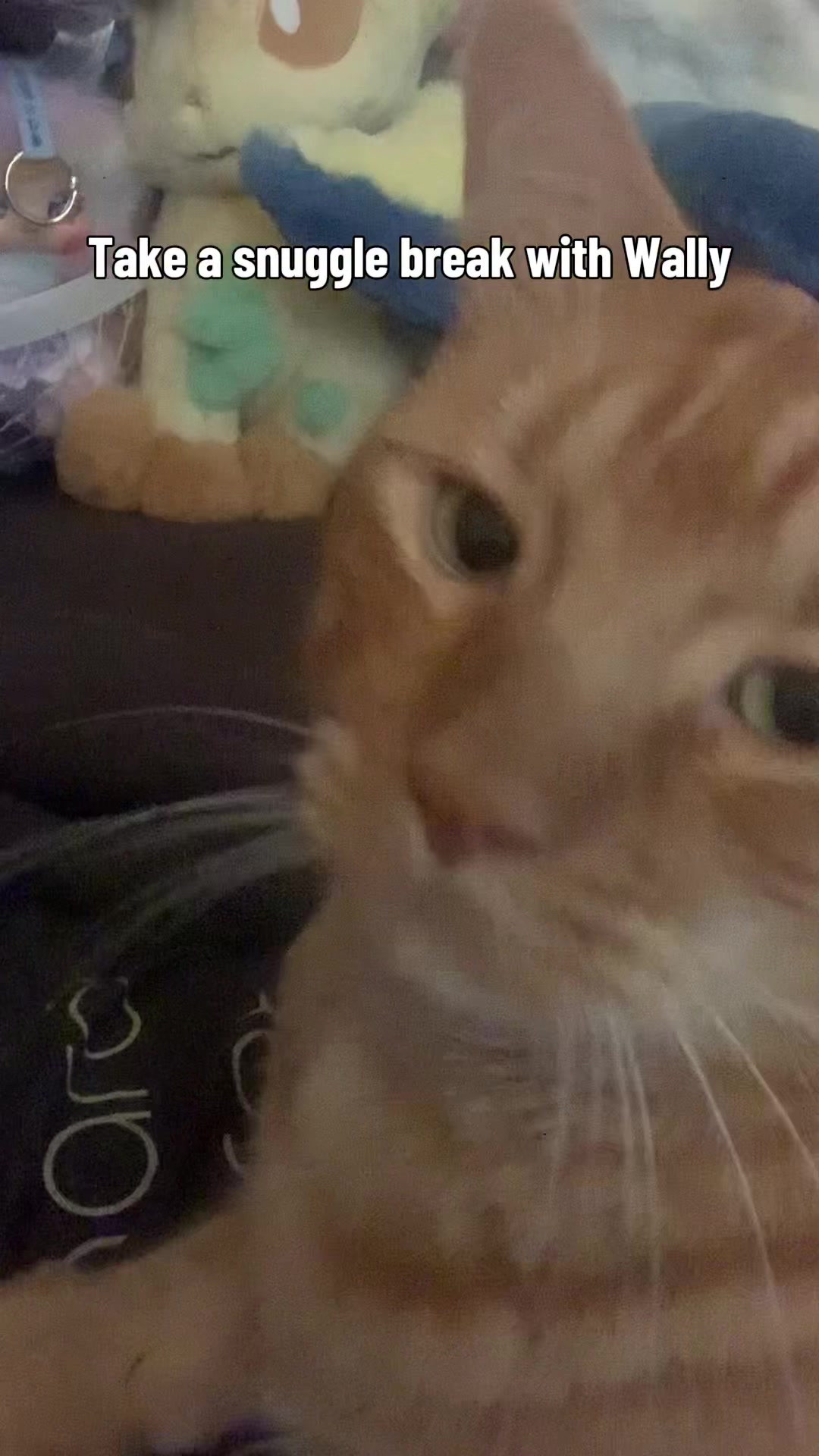 @diycatgeek (Wally & Howl)