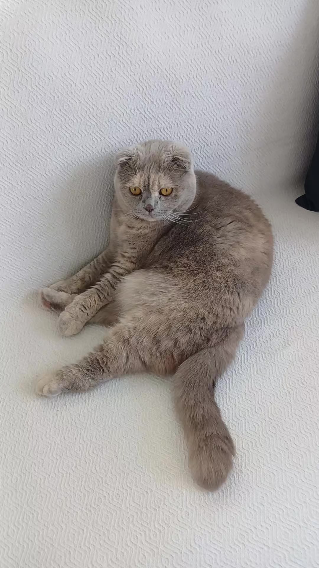 @Zeynep D&uuml;zdelen